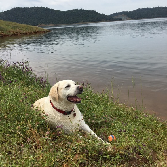 Meet your Posher, Lisa - Picture 1 of 1